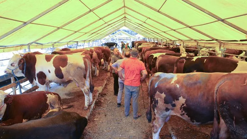 Bakan Yumaklı: 14 ilde daha hayvan pazarları aktif hale getirildi