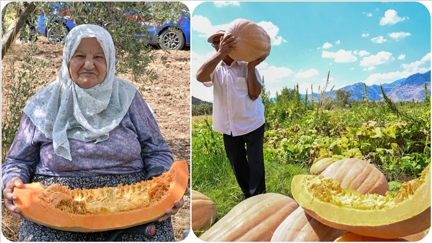 Antalya’da “Tarla Günü” etkinliğinde bal kabağı hasat edildi