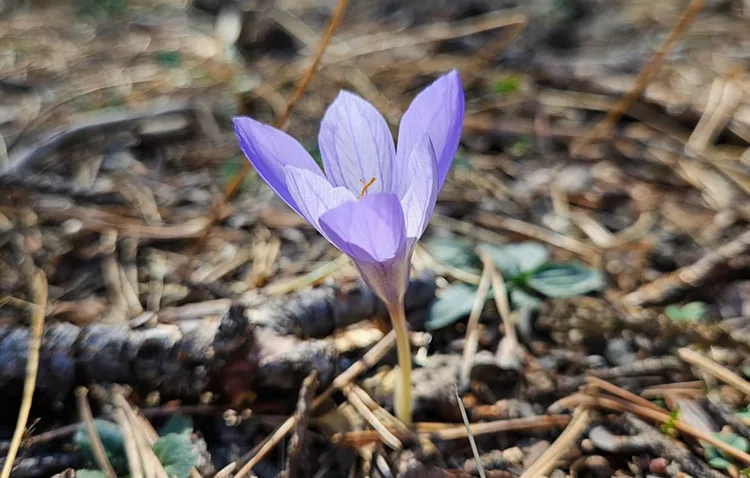 Çankırı’da “vargit”lerin açmasıyla yaylalar renklendi
