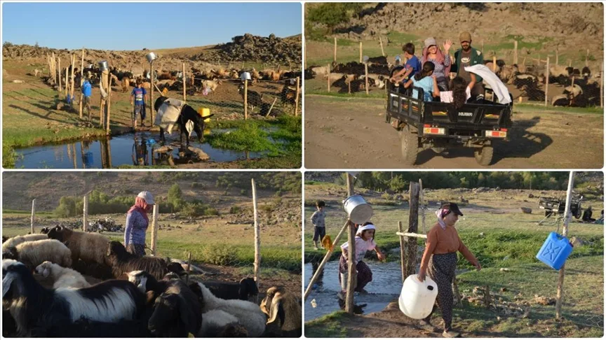 Muş’ta “berivanlar” üç tekerlekli motosikletlerle yaylaya çıkıyor