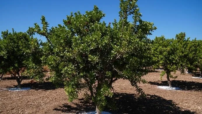 İzmir’de “altın damlayan ağaç” sayısı 15 yılda 100 kat arttı