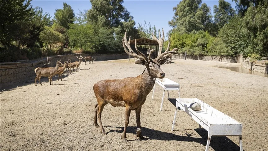 İzmir’de fabrika bahçesinde yaralı bulunan kızıl geyik, iyileşerek sürüsüne kavuştu