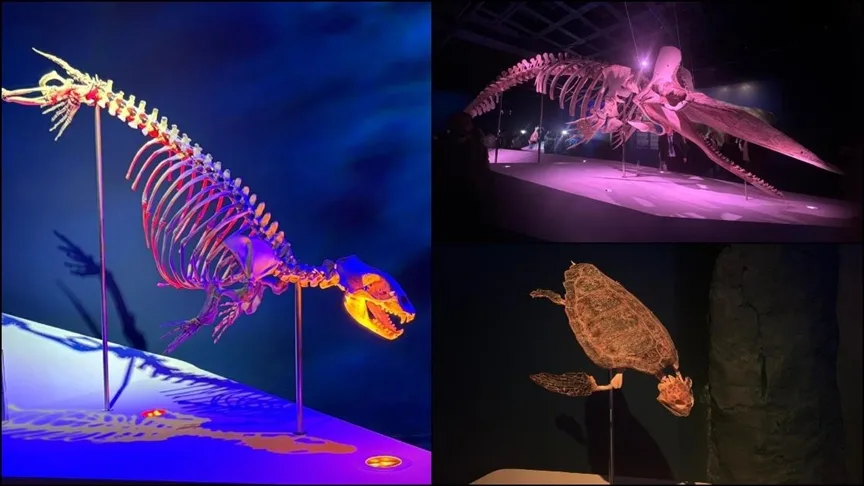 Deniz memelileri koleksiyonu “Okyanusun Devleri” sergisi İstanbul’da açıldı