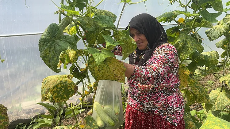 Ev hanımı devlet desteğiyle kurduğu serada üretim yapıyor