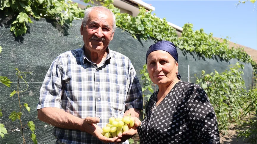 Ahıska Türkü çift, Ukrayna’dan getirdiği fidanlarla Erzincan’da 70 çeşit üzüm yetiştiriyor