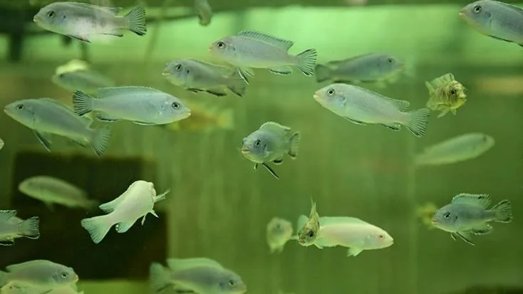 Çocukluk hobisi, Türkiye’nin önde gelen balık üretim tesisine dönüştü