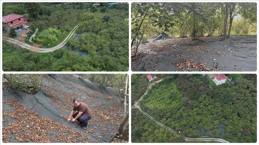 File örtüyle yapılan fındık hasadı üreticinin yükünü hafifletiyor