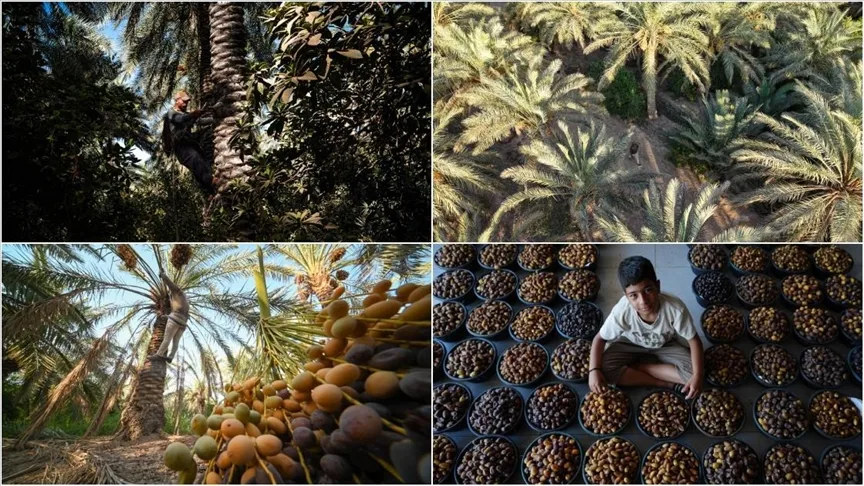 Irak’ta onlarca çeşidi bulunan hurma hasadı başladı