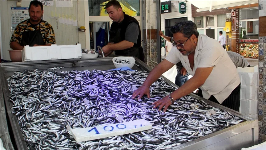 Kota getirilen hamsi avcılığının verimli başlaması gelecek adına umut oldu