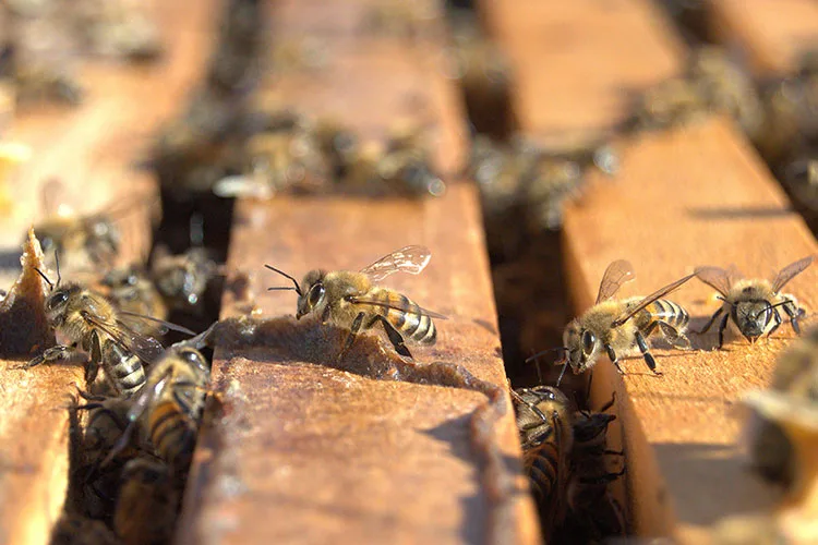 Erzurum’da 60 haneli mahallede hemen hemen her aile bal üretiyor