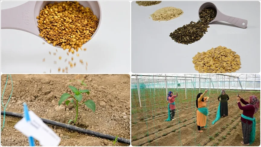 Batı Akdeniz’de hububat sektörünün ihracatı yüzde 136,65 arttı