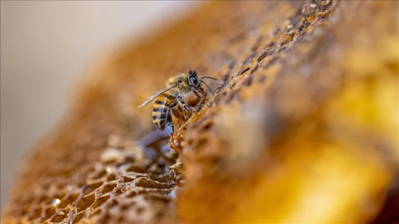 Türkiye arıcılıkta dünyada ikinci sırada