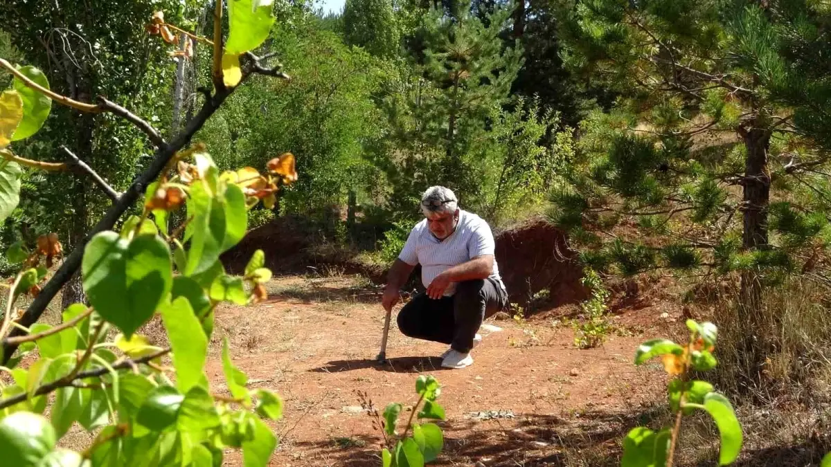 Doğadan Takıya; Bayburt Kehribarı