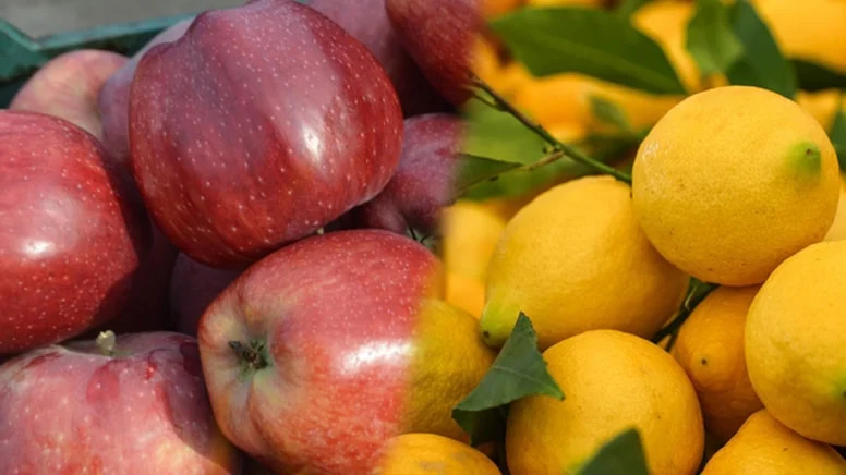 Elma ve limonun ihracı kayda bağlandı