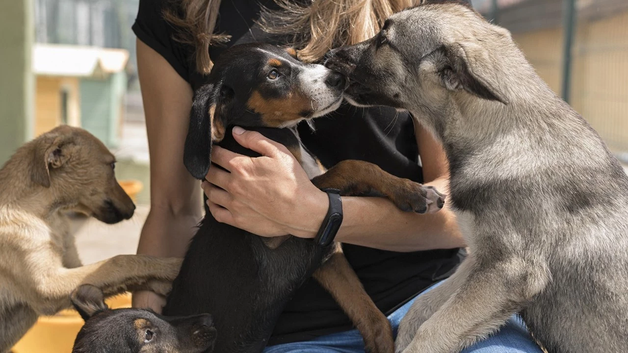 Köpeğiyle Tatile Gelene Vergi
