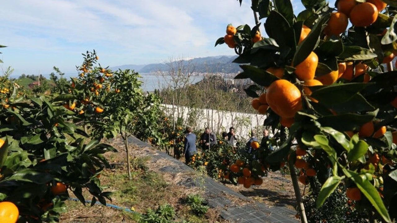 İlber Ortaylı; “Dünyanın en güzel mandalinası Rize’de yetişir”