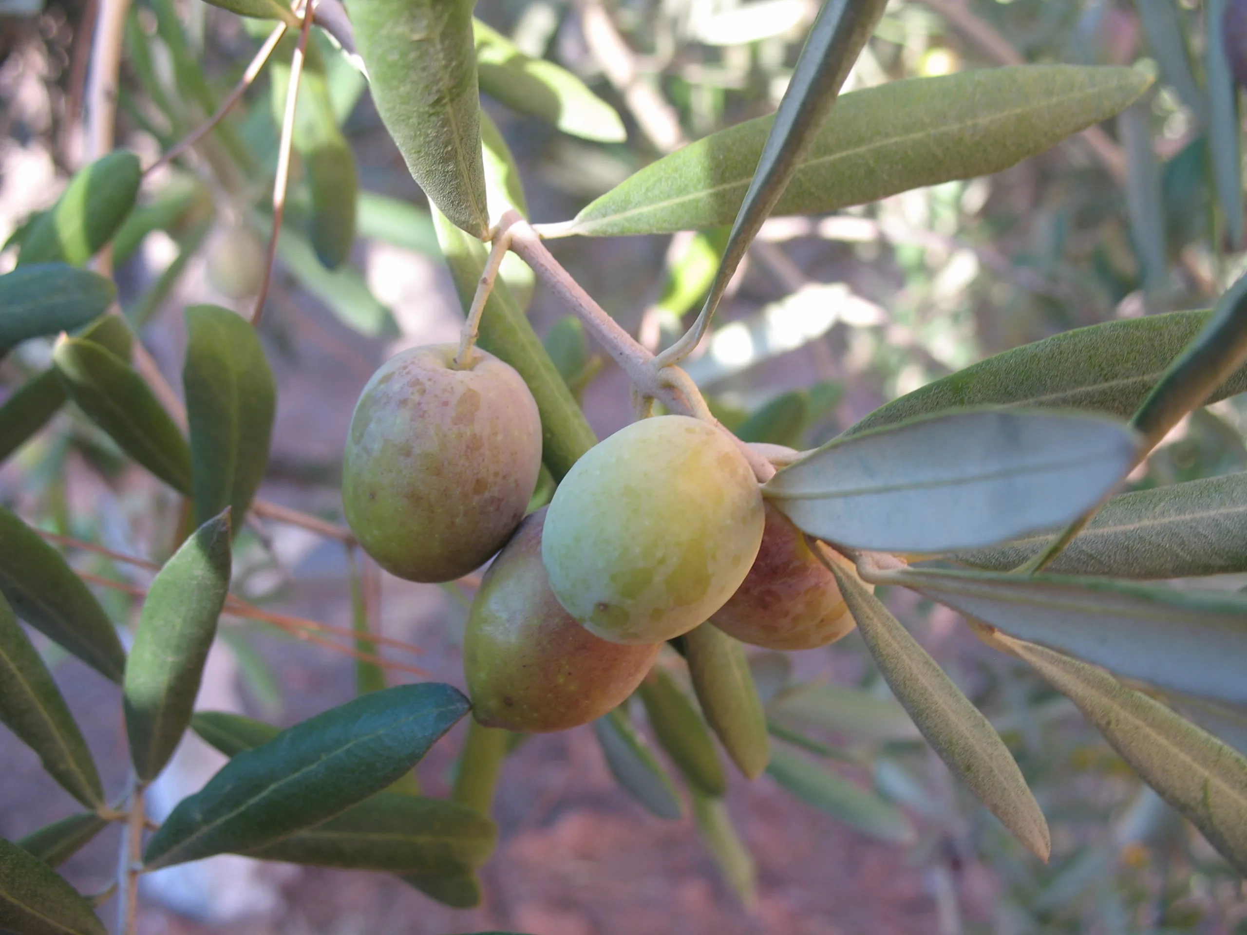 Dünyanın En Değerli Ağaçlarından Zeytin Ağacı