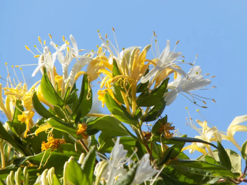 Hoş Kokusu Ve Zarif Görüntüsüyle Hanımeli Çiçeği