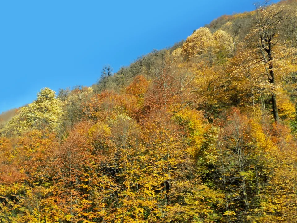 Hüznün, Bekleyişin Ve Umudun Mevsimi Sonbahar