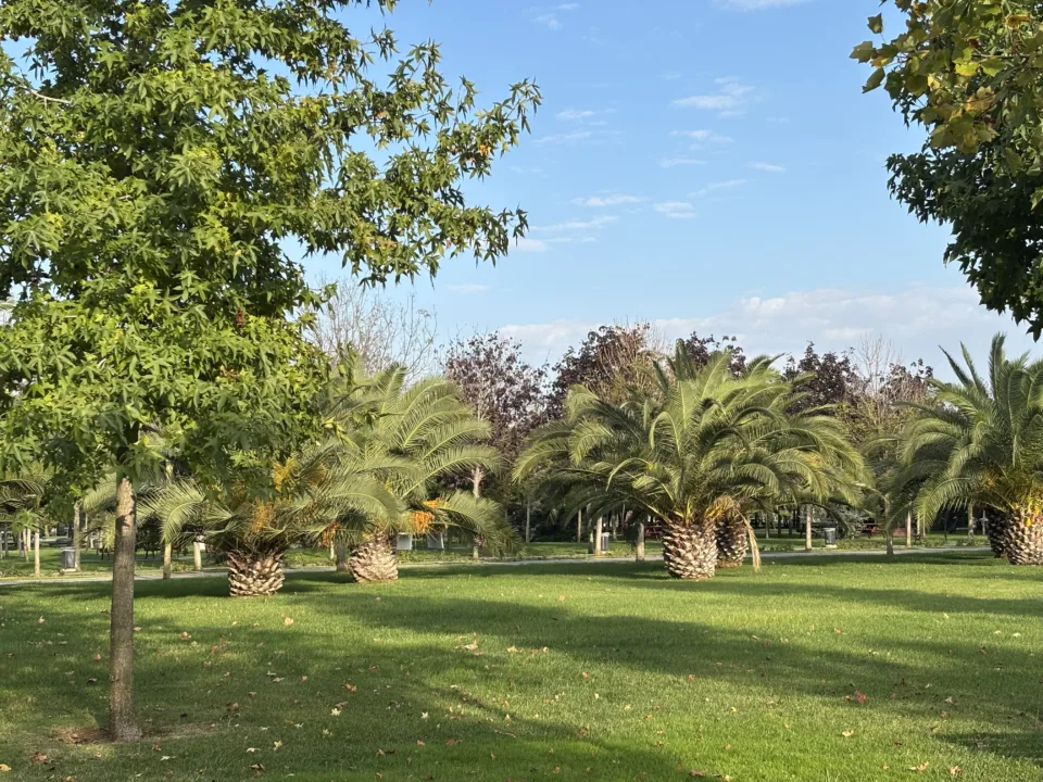 Tropikal Ağaçlardan Palmiyeler