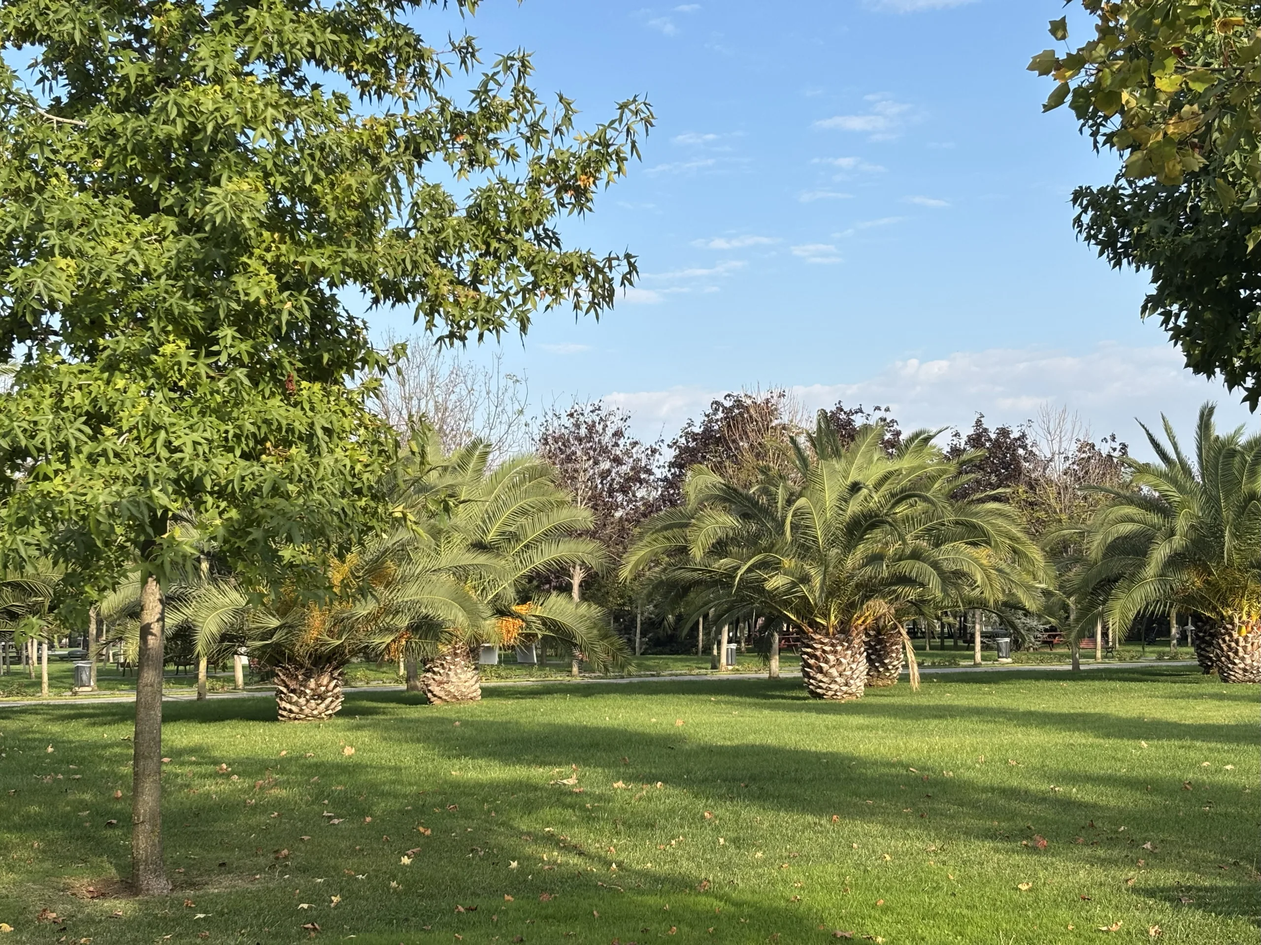 Tropikal Ağaçlardan Palmiyeler