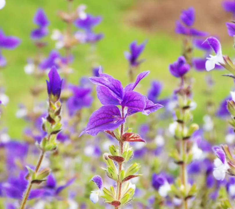 Bir Akdeniz Bitkisi: Mor Tepeli Adaçayı