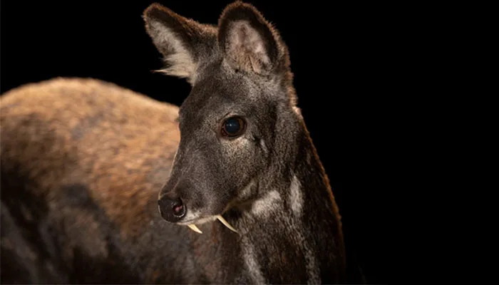 Meşhur Misk Kokusunun Kaynağı Misk Geyiği