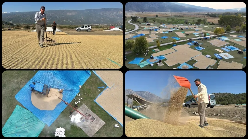 Çorum’da çeltikler geleneksel yöntemle kurutuluyor