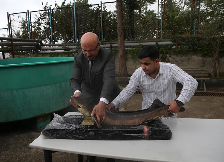 Nesli tükenme tehlikesi altındaki mersin balığını korumak için 15 yıldır çalışıyorlar