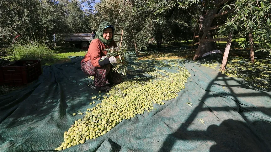 Sofralık zeytin “yok yılı”nda kalitesiyle sevindirdi