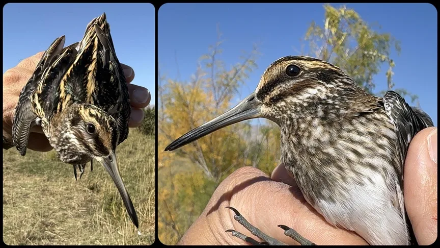 Türkiye’de en nadir görülen kuşlardan küçük suçulluğu, Iğdır’da halkalandı