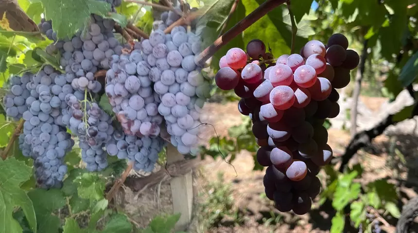 Yüzyıllık lezzet ‘Osmancık karası üzümü’ tescillendi!.. Evliya Çelebi Seyahatnamesinde övgüyle bahsetmişti