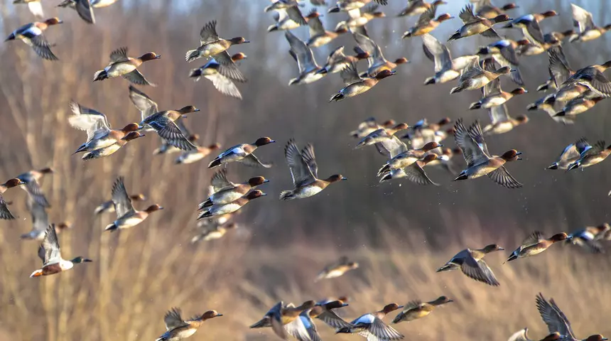 Kuşların göç yolları değişti.. Bilim insanları: “tehlike çanları çalıyor” dedi
