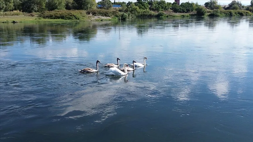 Kızılırmak Deltası Kuş Cenneti sonbahar göçleriyle kuğulara hazırlanıyor