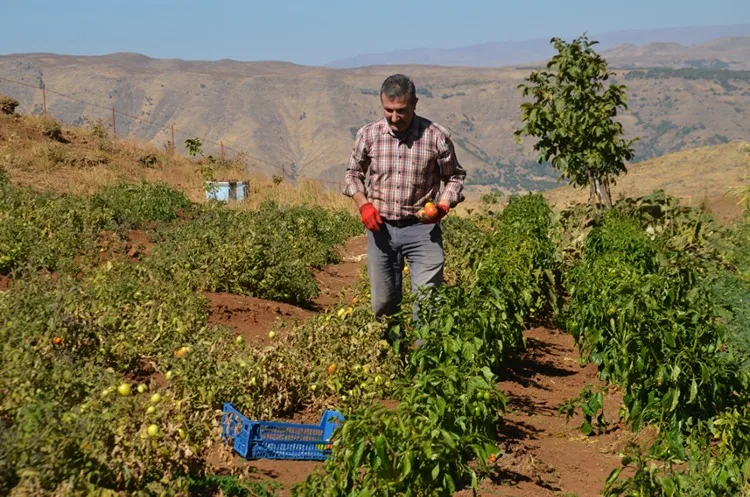 Muş’ta Şenyayla bölgesine dönüş yapanlar sebze ve meyve yetiştiriciliği yapıyor