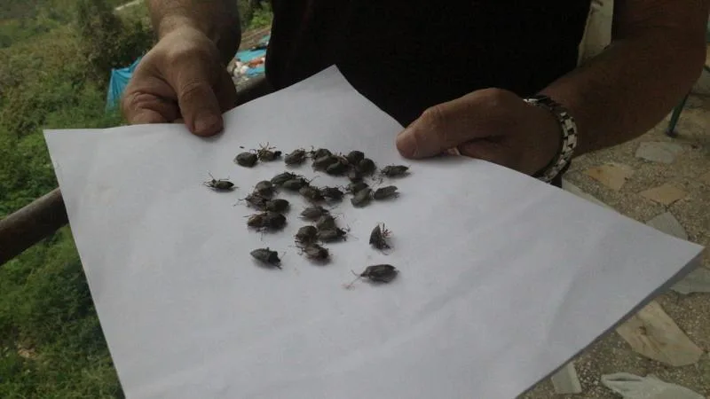 Kahverengi kokarca zararlısına karşı 1 milyondan fazla hane ilaçlandı