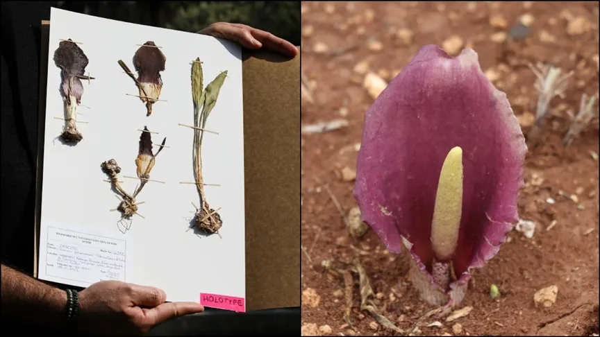 Yeni bitki türü, keşfine öncülük eden tarım işletmecisinin adıyla literatürde