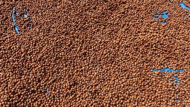 Fındık ihracatından 1,6 milyar doları aşkın gelir sağlandı