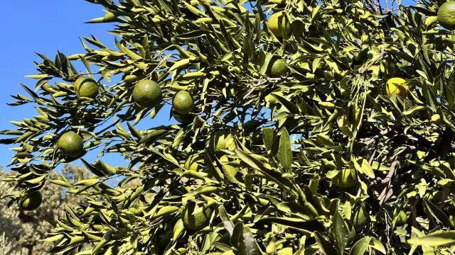 Bodrum mandalinasında rekolte beklentisi yüksek