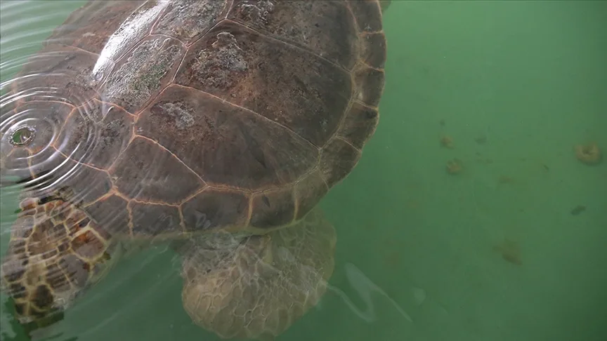 Caretta caretta “Tuba” ikinci dünya turunda 7 bin kilometre katetti