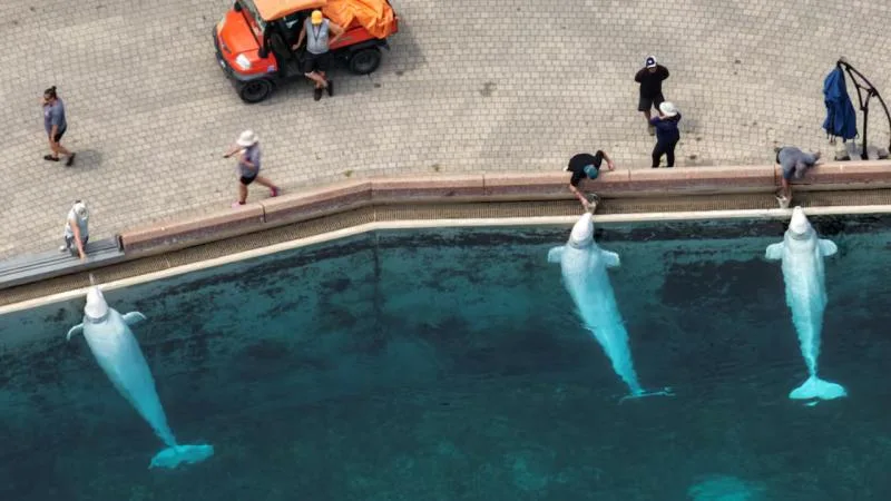 Kanada’da eğlence parkı, bütçe nedeniyle 30 balinayı öldürmeyi planlıyor