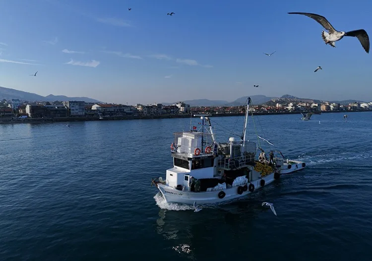 Ege’de balıkçıların ağlarını sardalya doldurdu