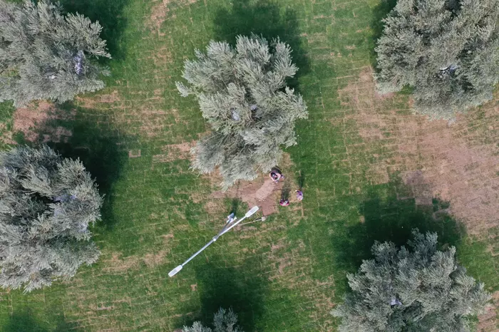 Zeytinpark’ta Asırlık Ağaçlardan 70 Kg Zeytin Bekleniyor