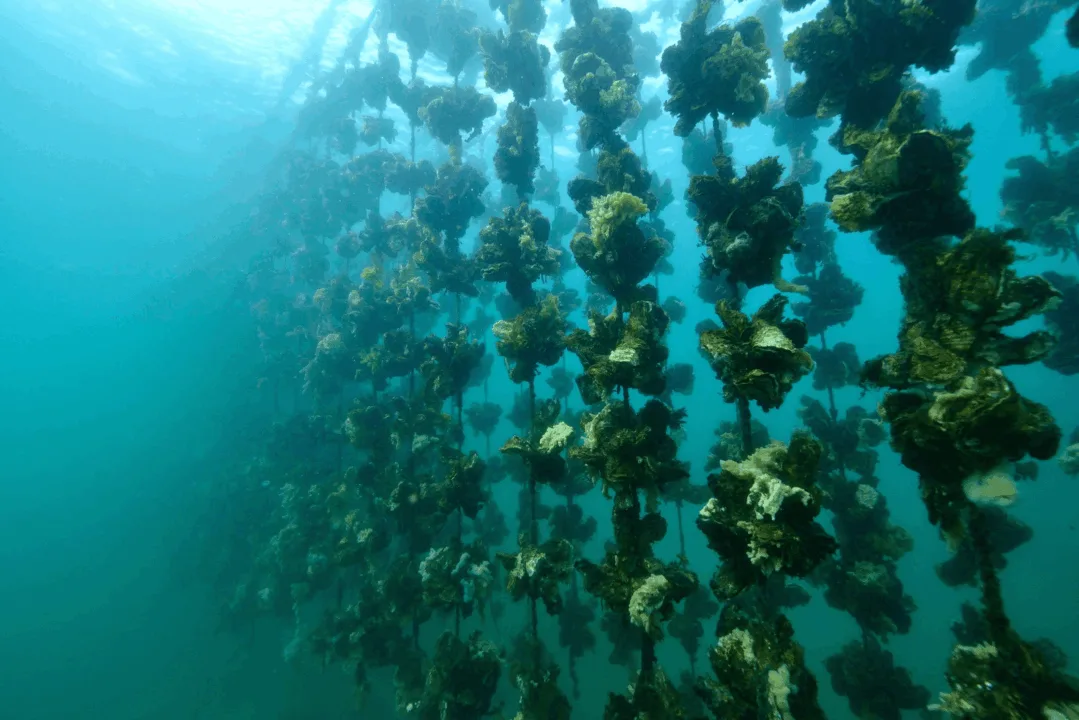 Sulardaki Temizlikçiler: İstiridyeler Suyu Nasıl Filtreler?