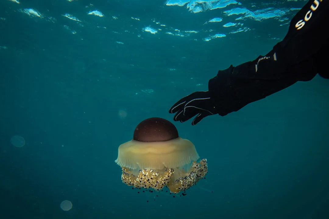 Marmara’da “Umut”un izinden giden bebek pina sayısı artıyor