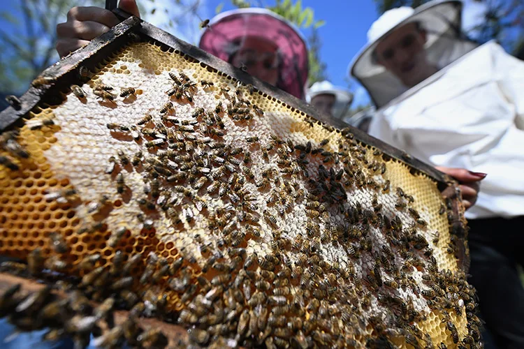 Özel bireyler TÜBİTAK destekli projeyle arıların dünyasını keşfediyor