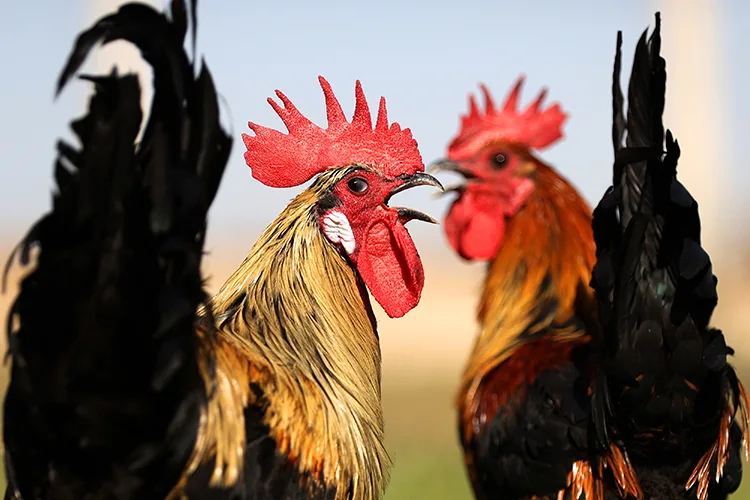 Denizli horozunun ırkı Konya’daki enstitüde korunuyor