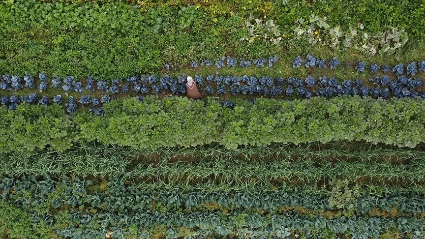 Bilecikli kadın çiftçi tek başına 14 çeşit ürün yetiştiriyor