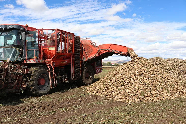 Ağrı’nın verimli topraklarında yetiştirilen şeker pancarı teknolojik makinelerle hasat ediliyor
