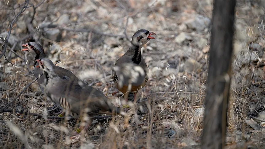 Doğada 982 bin 892 keklik ve sülünle kene mücadelesi
